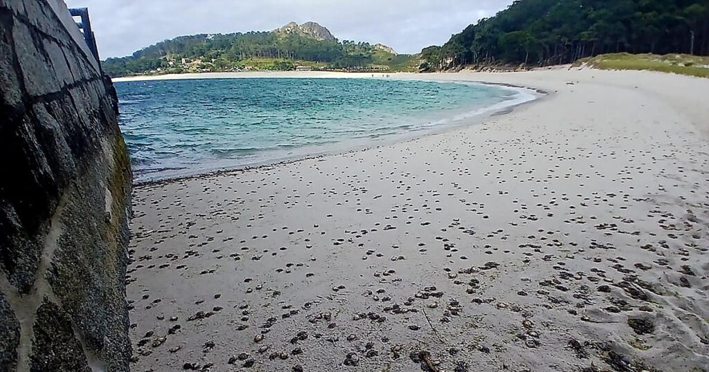 los cangrejos patudo vuelven a invadir sus playas