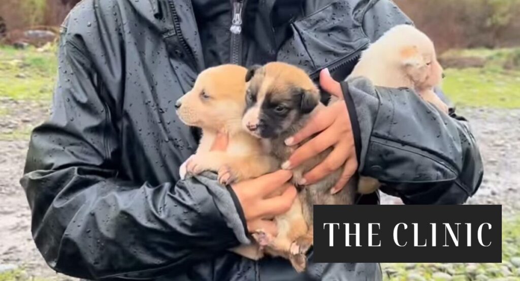 La historia del rescate nueve cachorros atrapados en la ribera del Maipo La historia del rescate nueve cachorros atrapados en la ribera del Maipo