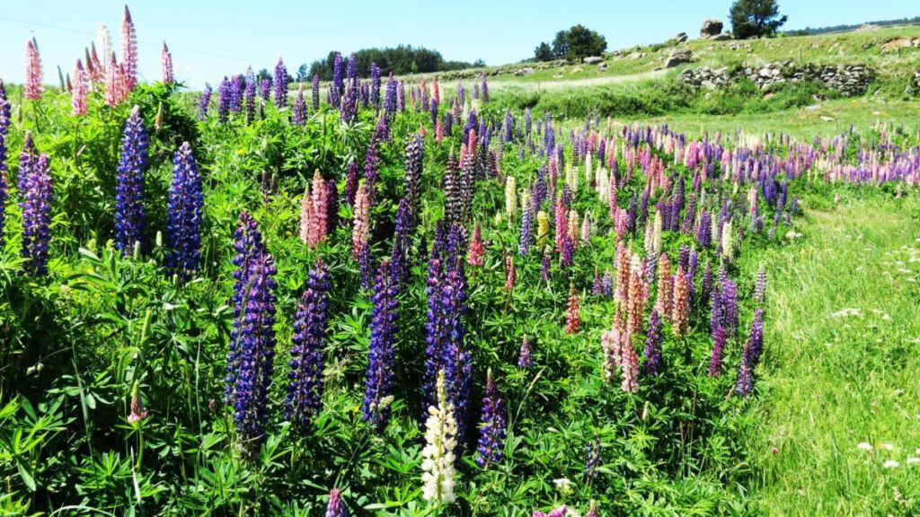 La mezcla multicolor de los lupinos del valle de Eina La mezcla multicolor de los lupinos del valle de Eina