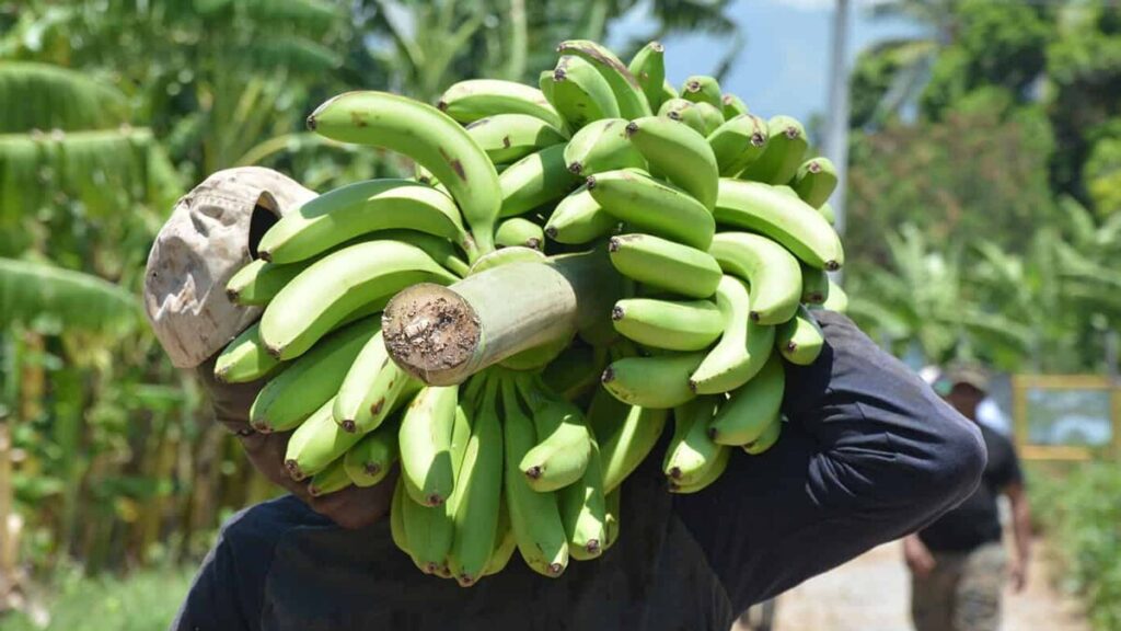 Provincia Azua, ejemplo de productividad Provincia Azua, ejemplo de productividad